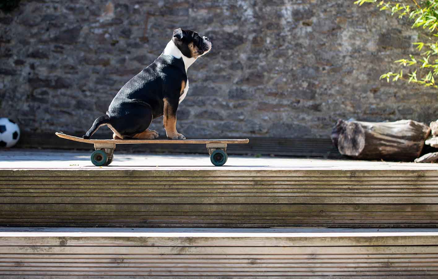 Verwiterrte Holzterrasse mit einem Hund der auf einem Skateboard sitzt